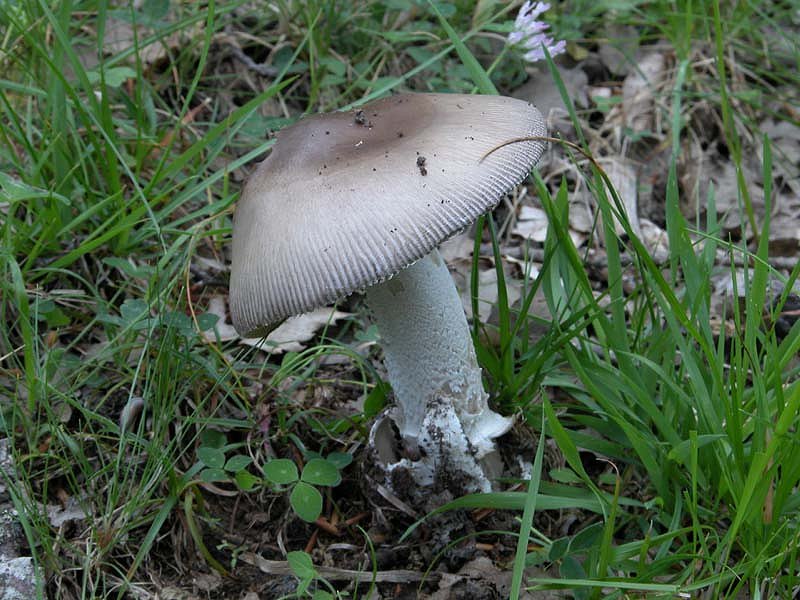 Amanita umbrinolutea